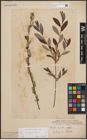 Foto von Salix cinerea L. x Salix repens L.